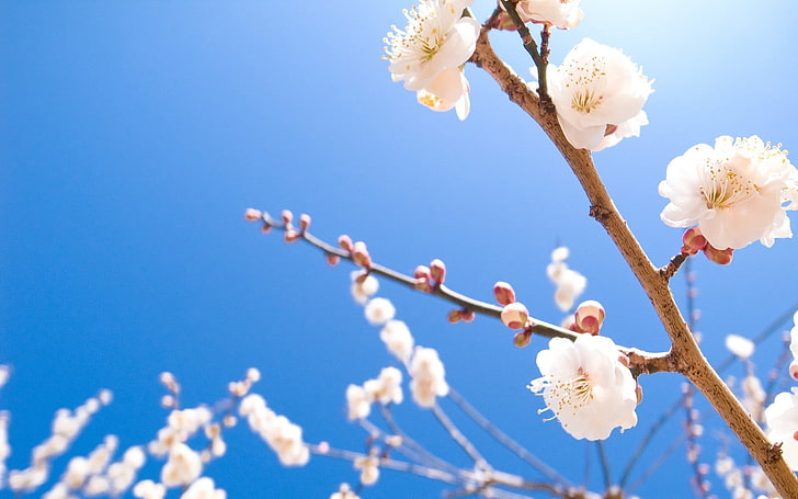 white cherry blossom, nature, white flowers, spring, flowering plant