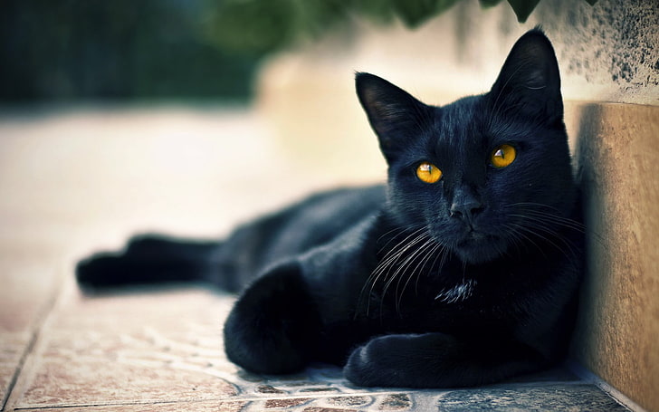 black cat, black cats, animals, hazel eyes, mammal, domestic, HD wallpaper