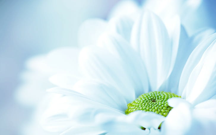 Flowers, Nature, Macro, White Flowers, white daisy, HD wallpaper