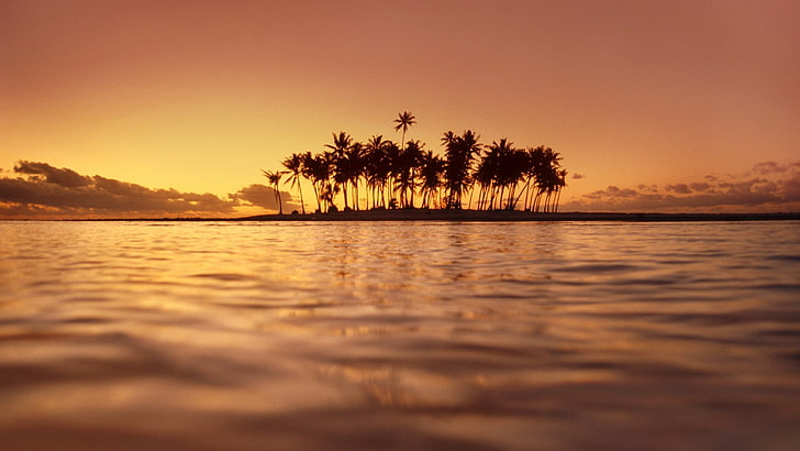 palm trees near sea, photography, nature, landscape, water, island, HD wallpaper