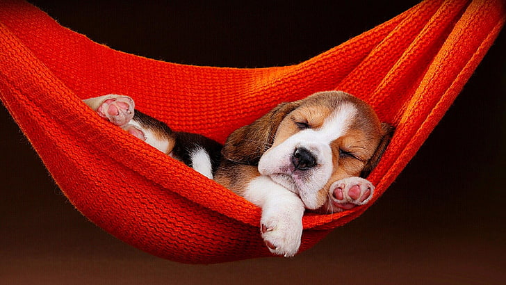 dog, puppy, sleeping, hammock, cute, doggie, doggy, HD wallpaper