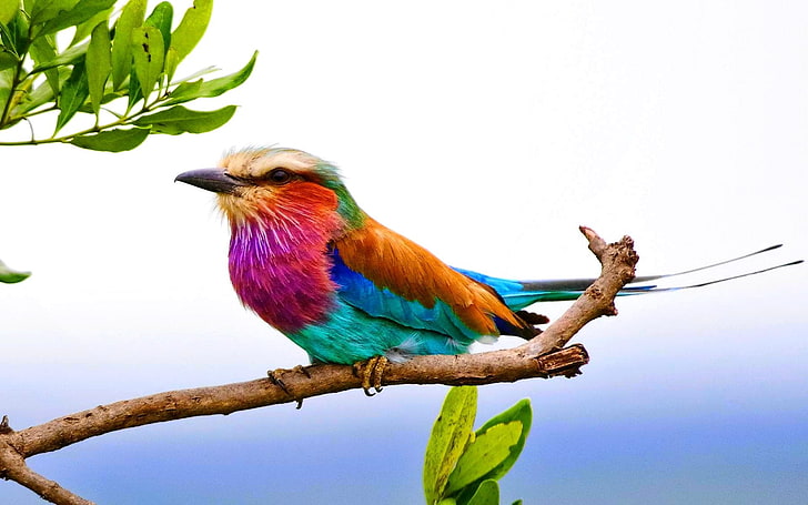 Birds, Lilac-Breasted Roller, Animal, Branch, Colorful