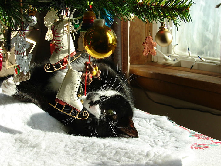 tuxedo cat, winter, toys, new year, spruce, window, tree, domestic cat, HD wallpaper