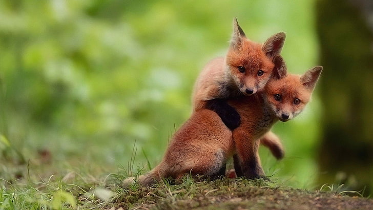 HD wallpaper: fox, foxes, cub, cubs, cute, wilderness, wildlife, wild  animals | Wallpaper Flare