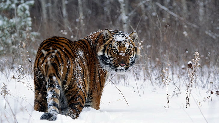 animals, tiger, snow, HD wallpaper