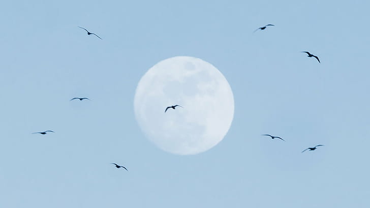 flock of birds overlooking moon, Synchronized, flight, de, día