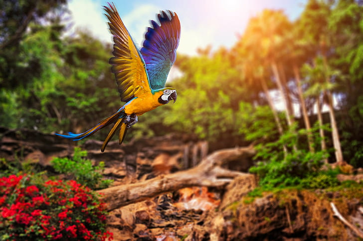 HD wallpaper: birds, parrot, nature, forest | Wallpaper Flare