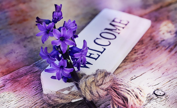 Welcome, Vintage, Flower, Spring, Wood, Close, Fragrant, Hyacinth