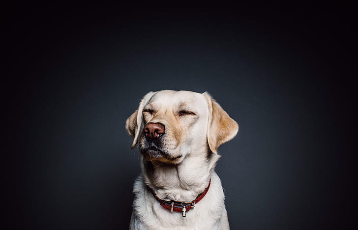 animal, dog, pet, labrador, nose, simple, retriever, collar, labrador retriever dog, HD wallpaper