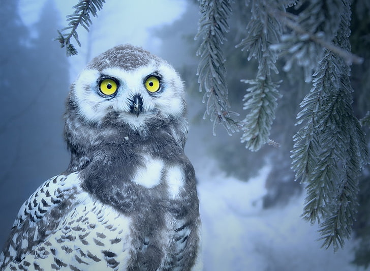 Birds, Snowy Owl, Baby Animal, Yellow Eyes, HD wallpaper