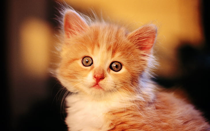 Cute little orange cat, HD wallpaper