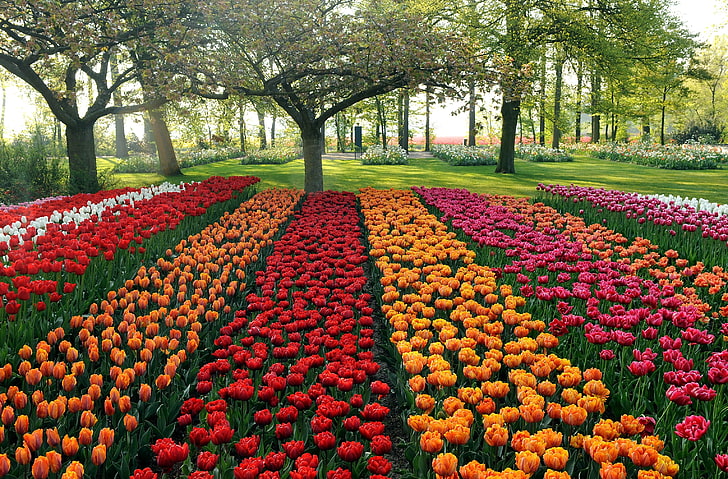 red, orange, and purple tulip field, tulips, different, beds, HD wallpaper