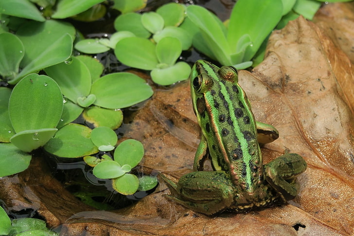 Frogs, Amphibian, HD wallpaper