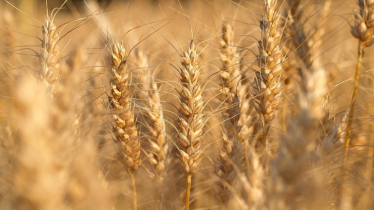 wheat, nature, cereal, field, grain, rural, agriculture, farm, HD wallpaper