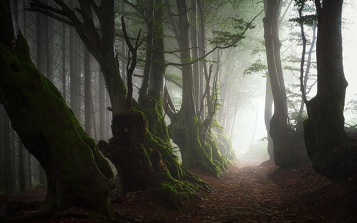 green trees, nature, landscape, mist, path, roots, forest, moss, HD wallpaper
