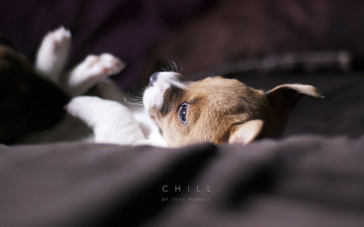 white and brown puppy, animals, dog, depth of field, puppies