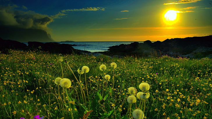 flower, sunset, flower field, dandelion, dandelion field, landscape, HD wallpaper