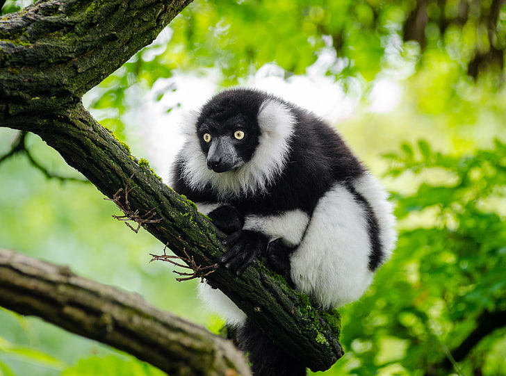 Ruffed Lemur, white and black lemur, Animals, Wild, Nature, Tree, HD wallpaper