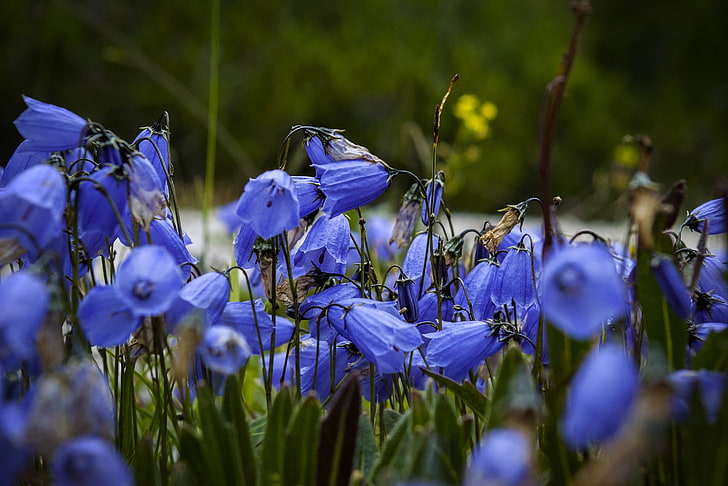 purple flowers, blue flowers, plant, flowering plant, growth