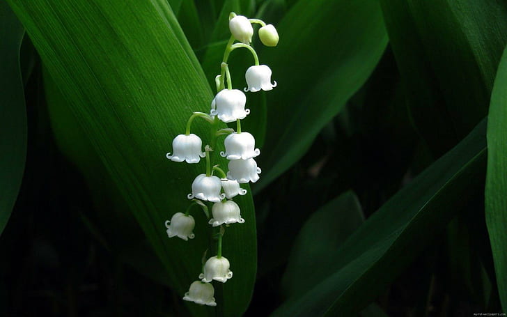 Lily of the valley, white flowers, mai, nature