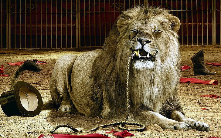 lion cages circus eating top hat whips dark humor, mammal, vertebrate