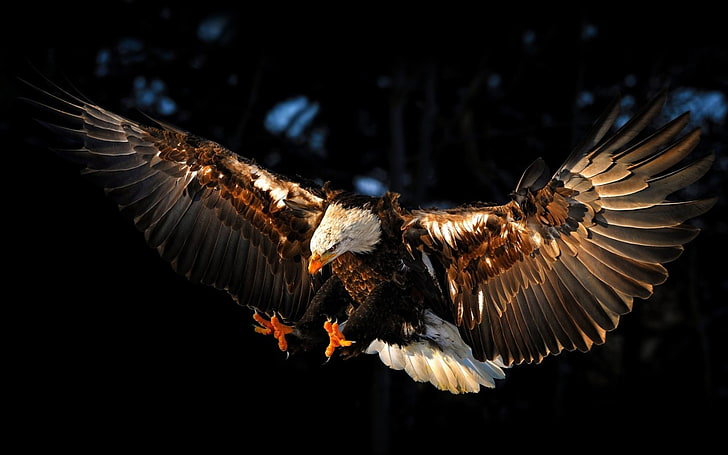 Portrait Of An Eagle Flying By River Background Pictures Of Eagles Flying  Background Image And Wallpaper for Free Download