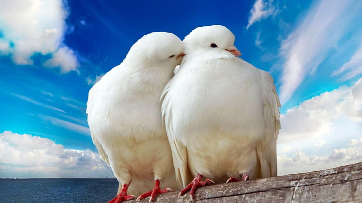 HD wallpaper: doves, couple, sky, romantic, love, animal themes, bird,  cloud - sky | Wallpaper Flare