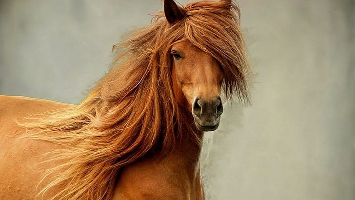 horse, HD wallpaper