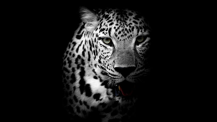 leopard, dark, animal, wild, monochrome, wildlife, black, black and white HD wallpaper