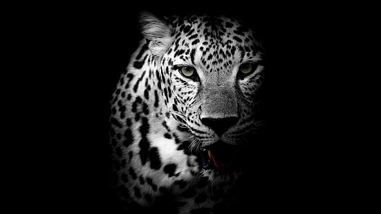 HD wallpaper: leopard, dark, animal, wild, monochrome, wildlife, black,  black and white | Wallpaper Flare