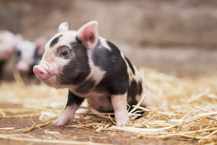 baby animals, pigs, HD wallpaper
