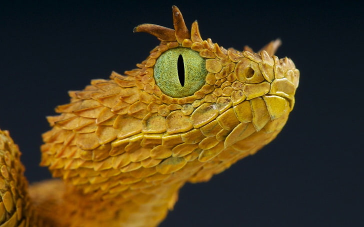 brown bearded dragon, closeup photo of beige snake, yellow, wildlife