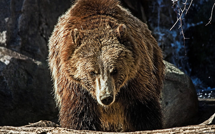 Bear Animals-Windows 10 Wallpaper, grizzly bear, animal wildlife HD wallpaper