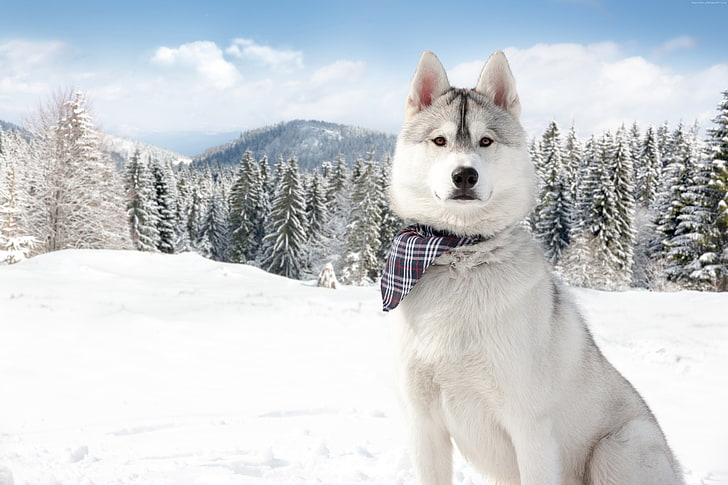 animal, white, Huskies, puppy, winter, forest, pet, Dog, snow