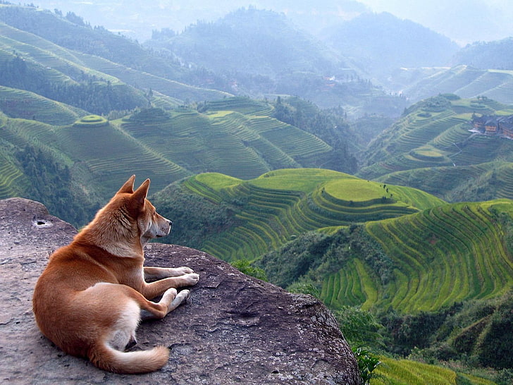 dog, nature, landscape, terraces, Shiba Inu, animals, field, HD wallpaper