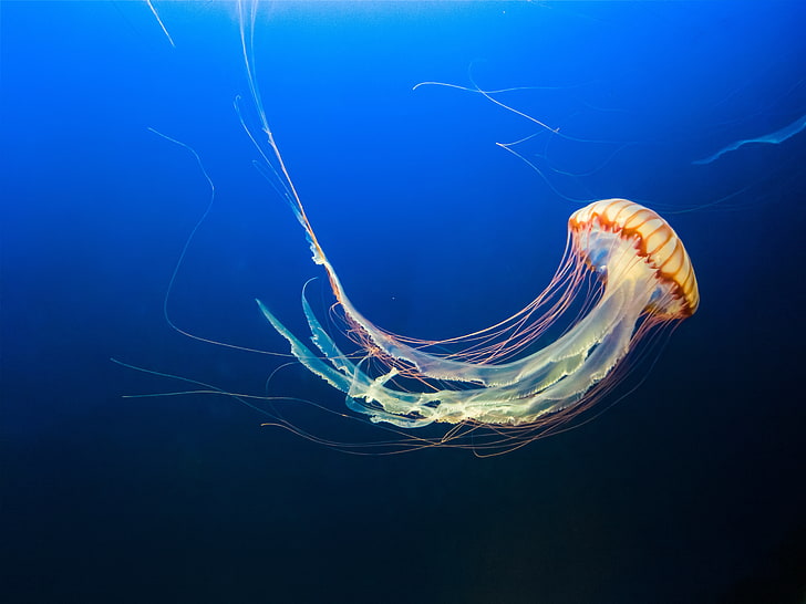yellow jellyfish wallpaper, underwater world, tentacles, swim, HD wallpaper