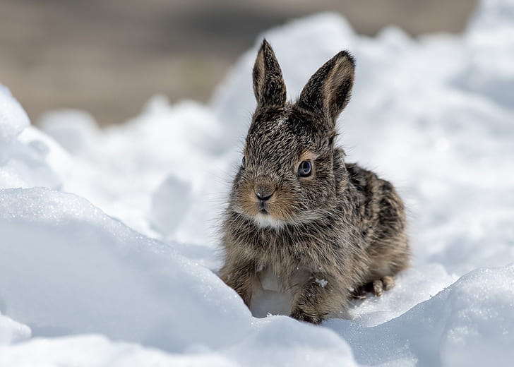 nature, animals, mammals, snow, winter, rabbits, HD wallpaper