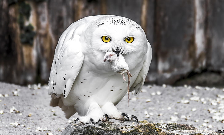 white owl, bird, snowy owl, animal themes, vertebrate, animal wildlife, HD wallpaper