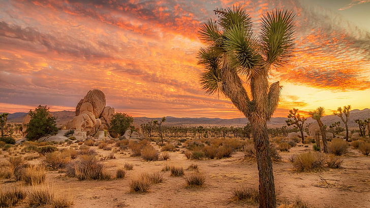 sunset, desert, sky, joshua tree national park, wilderness, HD wallpaper