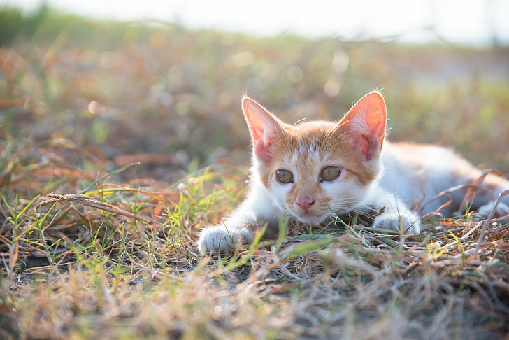 selective focus of orange tabby kitten, creeper, NIKON  D750