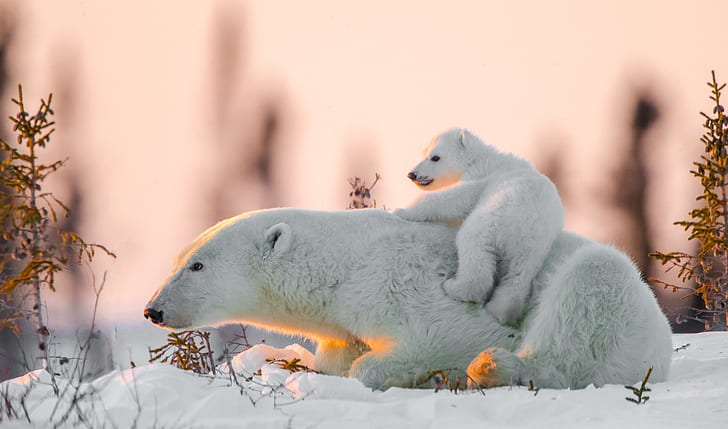 HD wallpaper: Bears, Polar Bear, Baby Animal, Cub, Snow, Wildlife, predator  (Animal) | Wallpaper Flare