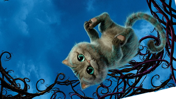 cheshire cat pretty picture background, animal themes, mammal, HD wallpaper