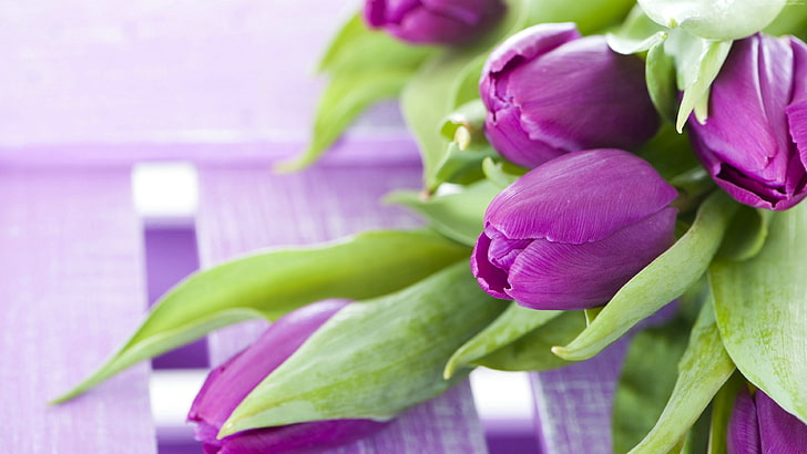 tulips, flowers, 4k, flowering plant, freshness, beauty in nature, HD wallpaper
