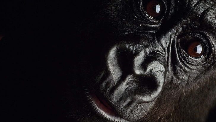 closeup photo of monkey, gorillas, one animal, animal themes, HD wallpaper