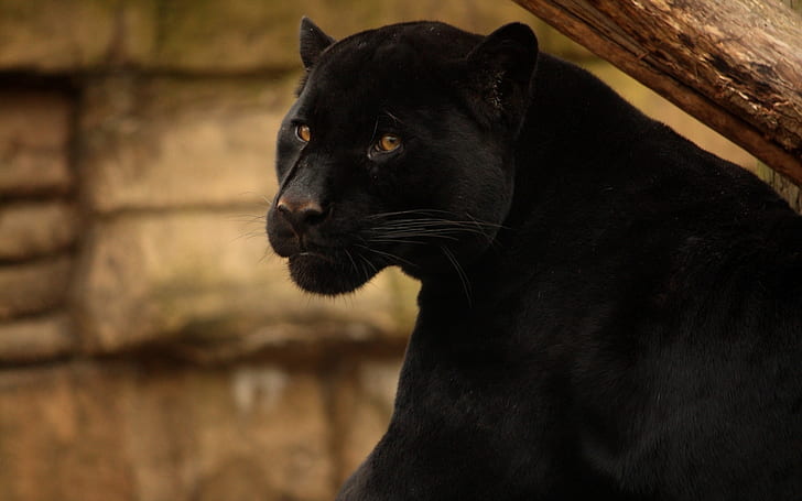 Beautiful Black Panther, black panther, wild cat, HD wallpaper