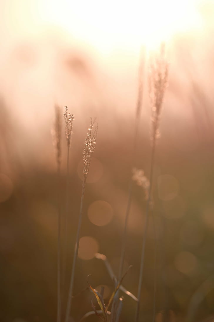 shallow focus photography of gray plant, I have a dream, sunset