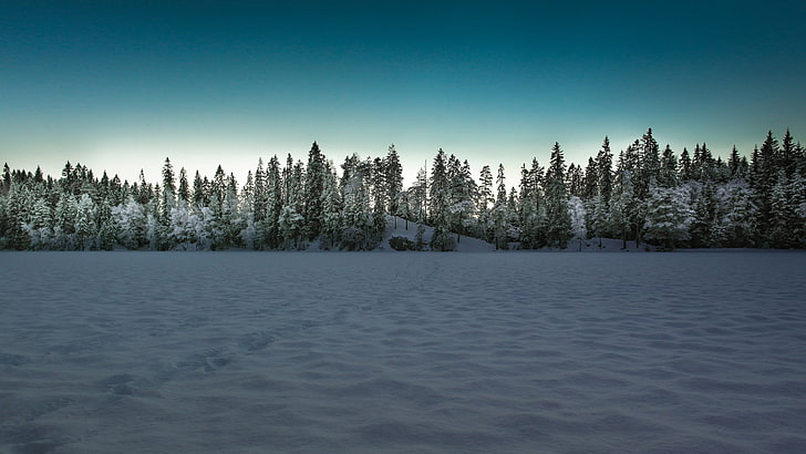 landscape, winter, snow, trees, forest, tranquil scene, scenics - nature, HD wallpaper