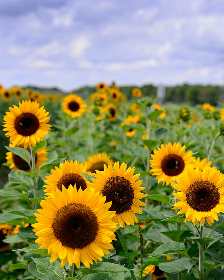 sunflower field, sunflowers, sunflowers, nikon  d4, agriculture, HD wallpaper