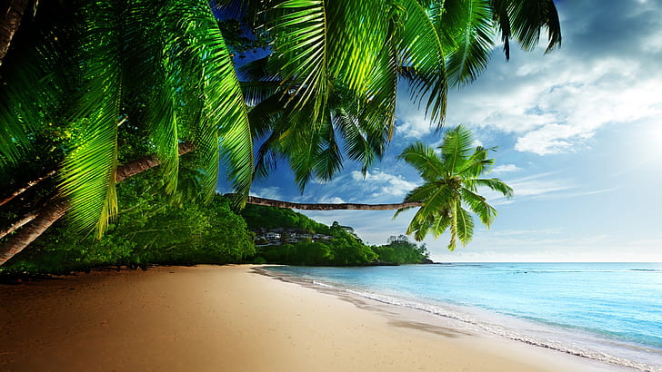 Tropical landscape, palm trees, sunshine, beach, coast, sea, sky, blue, green leaf coconut tree
