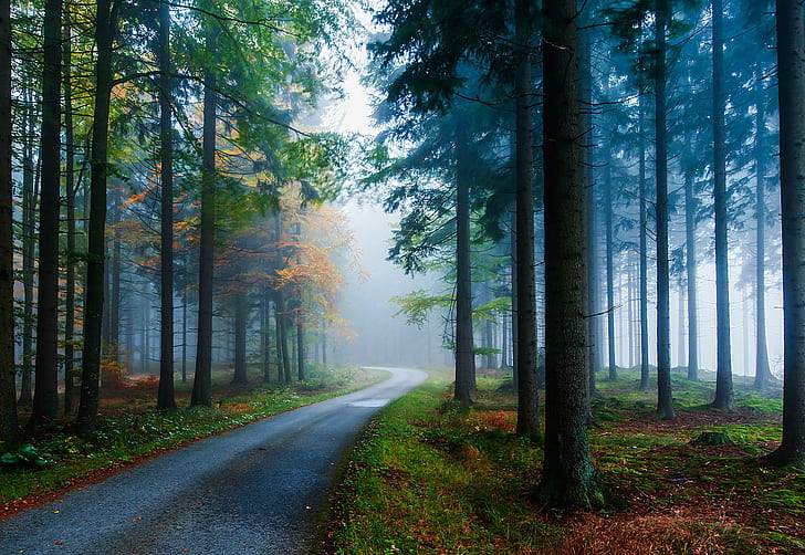 Road and trees, moos, Nebel, Wald, Weg, Autumn, fall, fog, forest, HD wallpaper
